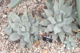 Agave parryi RCP9-08 07.jpg